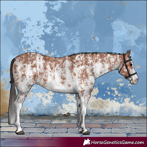 Horse Color:Bay Sabino Rabicano  and Bay Sabino Rabicano 