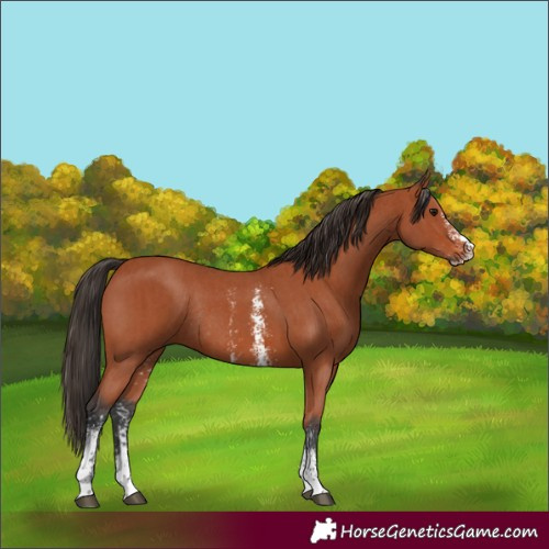 Horse Color:Bay Sabino Rabicano and Bay Sabino Rabicano