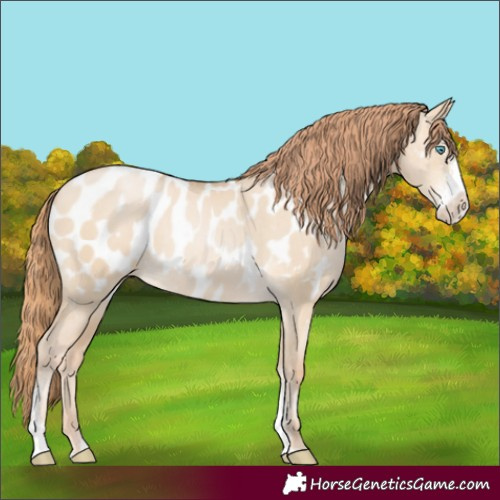 Horse Color:Buckskin Pearl Dun Sabino Blanket