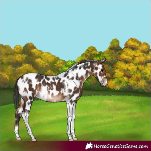 Horse Color:White Spotted Bay Tobiano Near Leopard Rabicano