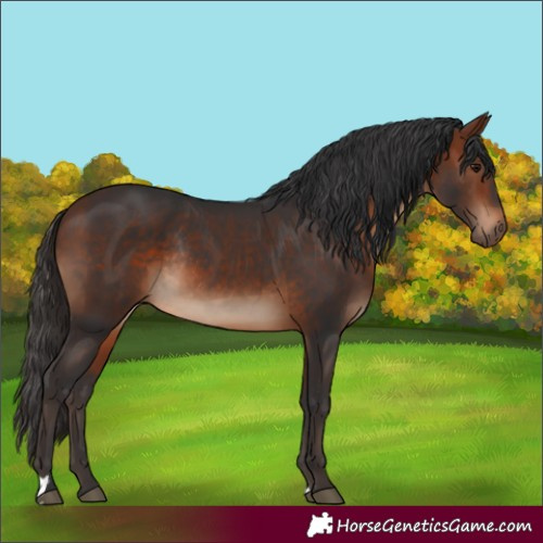 Horse Color:Bay Rabicano