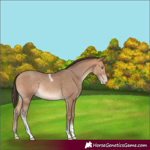 Horse Color:Amber Champagne Tobiano Rabicano
