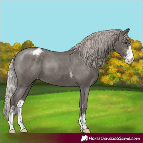 Horse Color:Silver Black Sabino Appaloosa