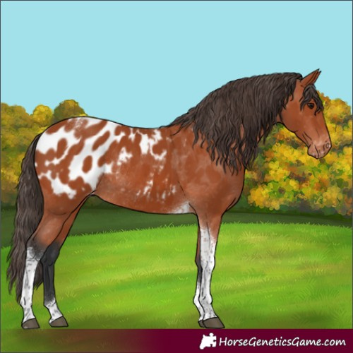 Horse Color:Bay Tobiano Appaloosa Rabicano 