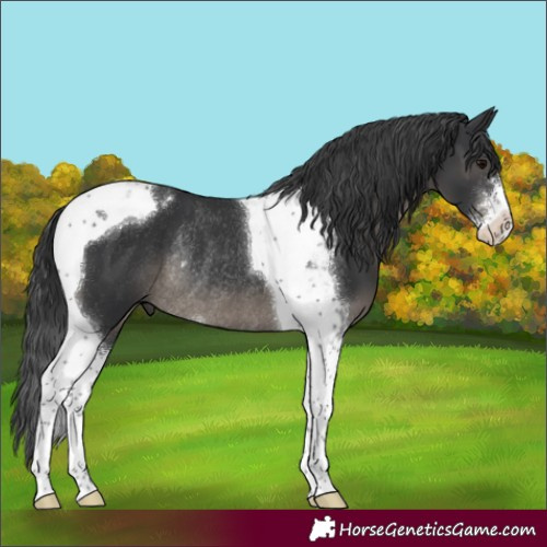 Horse Color:Black Sabino Tobiano Rabicano 
