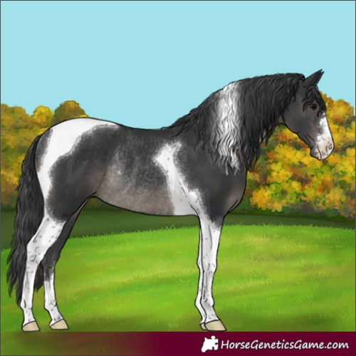 Horse Color:Black Tobiano Rabicano 