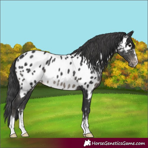Horse Color:Black Appaloosa Rabicano