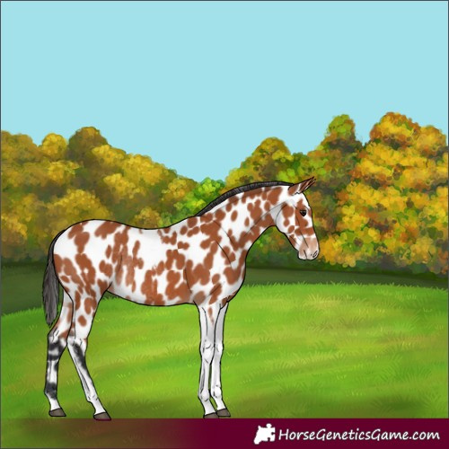 Horse Color:Bay Tobiano Appaloosa Rabicano 