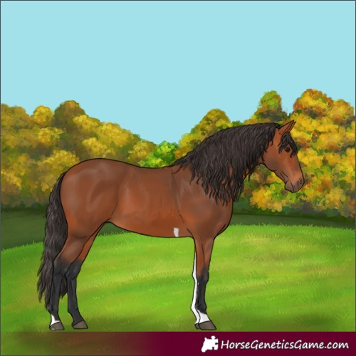 Horse Color:Bay Tobiano Rabicano