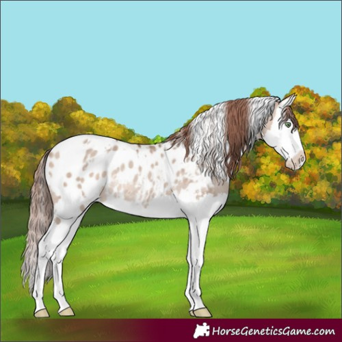 Horse Color:White Spotted Amber Champagne Dun Splash Appaloosa Rabicano 