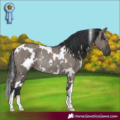 Horse Color:White Spotted Grullo Rabicano
