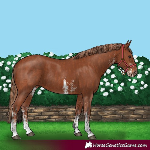 Horse Color:Bay Sabino Rabicano  and Chestnut Sabino Rabicano 