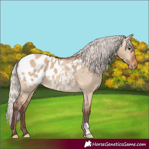 Horse Color:Silver Bay Dun Appaloosa 