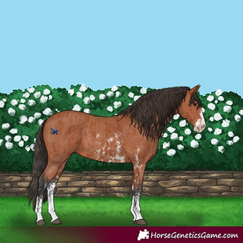 Horse Color:Bay Sabino Rabicano and Bay Sabino Rabicano