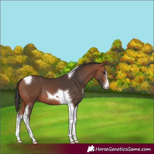 Horse Color:Bay Sabino Tobiano 