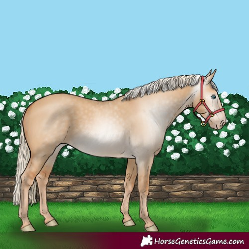 Horse Color:Gray Cremello Dun 