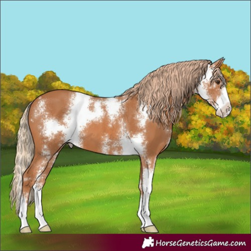 Horse Color:Chestnut Sabino 