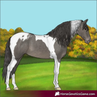 Horse Color:Grullo Tobiano Varnish