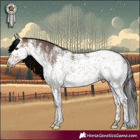 Horse Color:White Spotted Brown Dun Sabino Appaloosa Rabicano