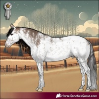 Horse Color:White Spotted Brown Dun Sabino Appaloosa Rabicano