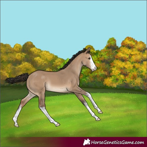 Horse Color:White Spotted Bay Dun