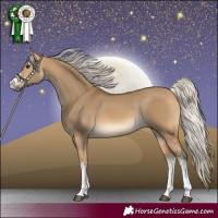 Horse Color:White Spotted Silver Buckskin Dun