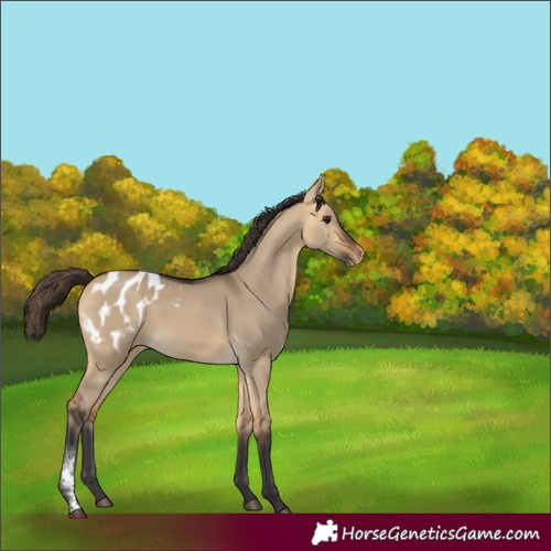 Horse Color:Buckskin Dun Sabino Appaloosa 