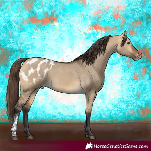 Horse Color:Buckskin Dun Sabino Blanket 