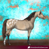 Horse Color:Buckskin Dun Sabino Blanket