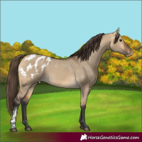Horse Color:Buckskin Dun Sabino Appaloosa