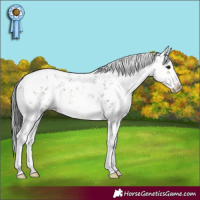 Horse Color:White Spotted Buckskin Sabino