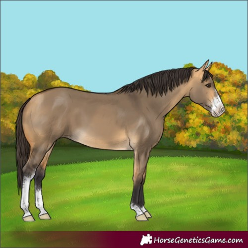Horse Color:Buckskin Dun Sabino 