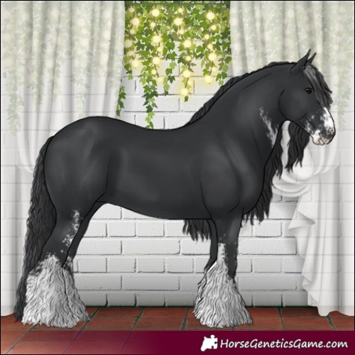 Horse Color:Black Sabino 