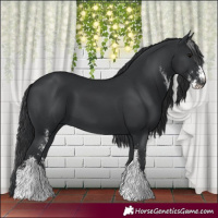Horse Color:Black Sabino