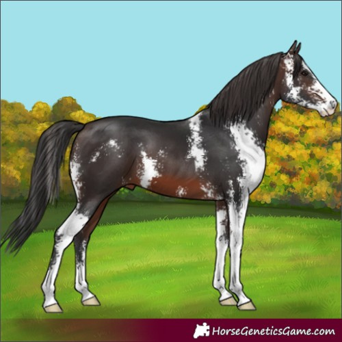 Horse Color:Brown Sabino