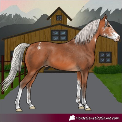Horse Color:Silver Bay Sabino Appaloosa