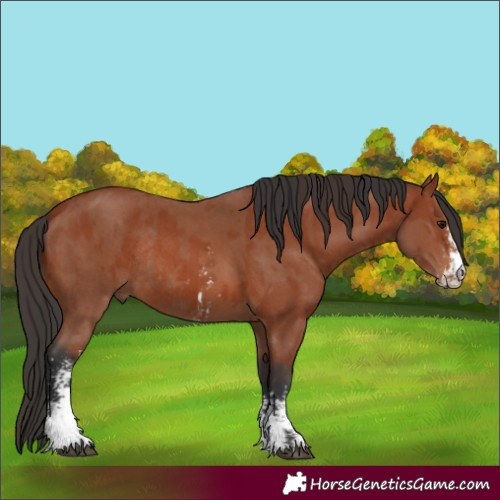 Horse Color:Bay Sabino Rabicano and Bay Sabino Rabicano