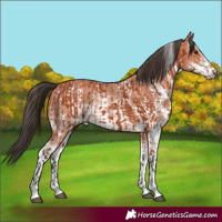 Horse Color:Bay Sabino Rabicano  and Bay Sabino Rabicano 
