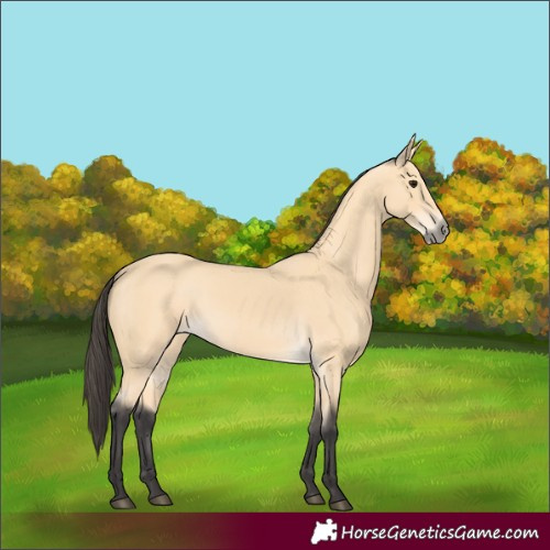 Horse Color:Buckskin Rabicano 