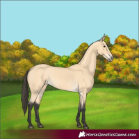 Horse Color:Buckskin Rabicano 