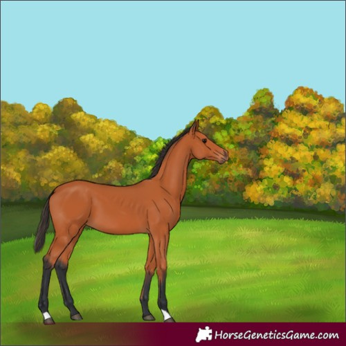Horse Color:Bay 