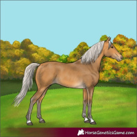 Horse Color:Silver Buckskin 