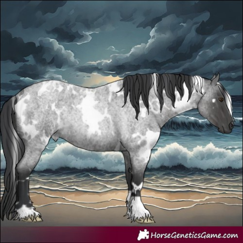 Horse Color:White Spotted Blue Roan Rabicano