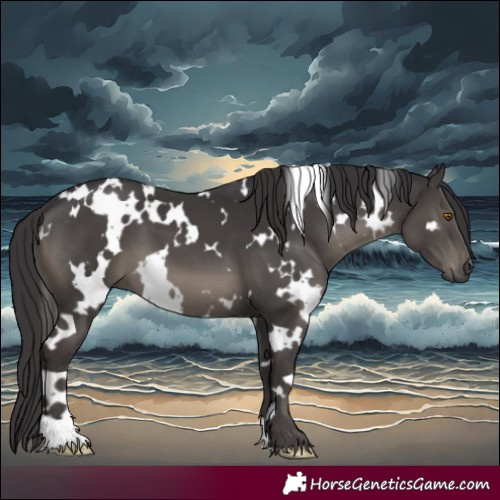 Horse Color:White Spotted Smoky Black