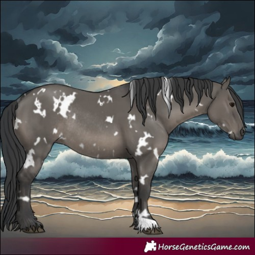 Horse Color:White Spotted Grullo Rabicano