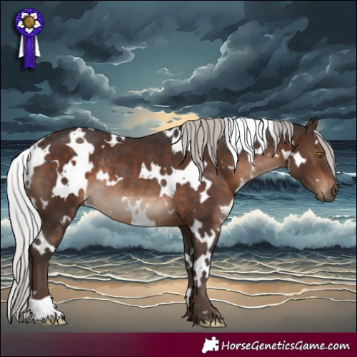 Horse Color:White Spotted Silver Brown Rabicano