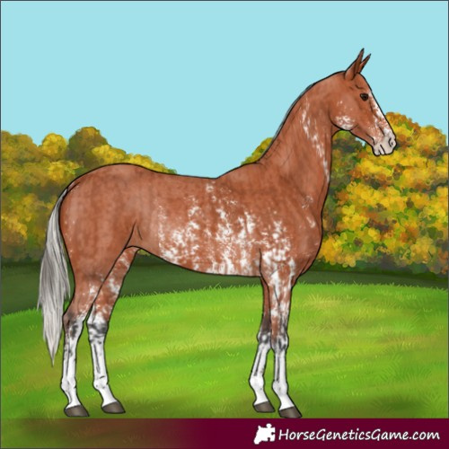 Horse Color:Bay Sabino Rabicano and Silver Bay Sabino Rabicano