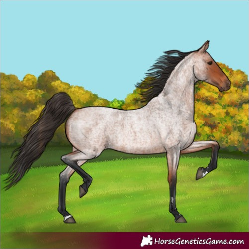 Horse Color:Bay Roan