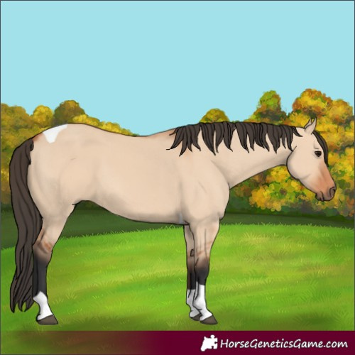 Horse Color:Bay Dun Tobiano 