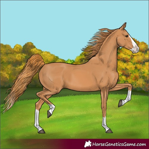 Horse Color:Chestnut Splash 